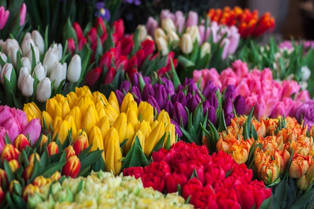 Topp 10 Blommor Perfekta för Växthusets Prak